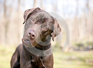 A Chocolate Labrador Retriever dog with a funny expression photo