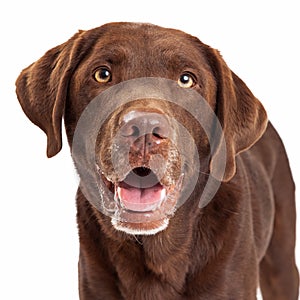 Chocolate Labrador Retriever Dog Head Shot