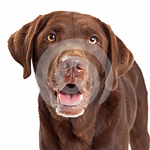 Chocolate Labrador Retriever Dog Head Shot photo