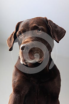 chocolate Labrador retriever dog looks down from above. funny cute dog posing. A pet plays and rests at home