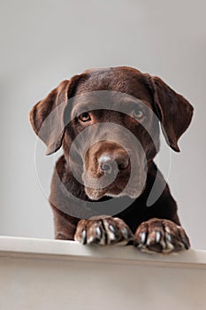 chocolate Labrador retriever dog looks down from above. funny cute dog posing. A pet plays and rests at home