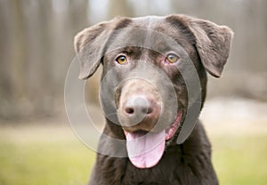 A Chocolate Labrador Retriever dog with a relaxed expression