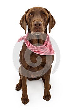 Chocolate Labrador Retriever Dog With Scarf