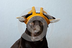 a chocolate labrador retriever dog sits on a light background in a green bandana or pink crown, blue bunny ears made of