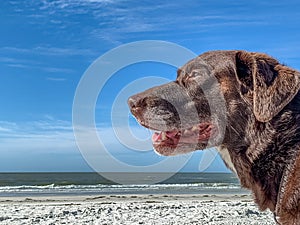 Chocolate Labrador Retriever enjoying the white sand beaches of Estero Island.