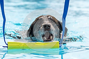 Chocolate Labrador Retriever grabbing a bumper