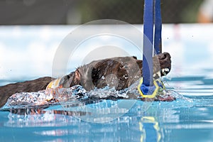 Chocolate Labrador retriever grabbing a toy in the water