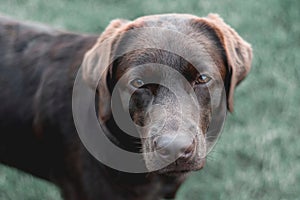 Chocolate labrador retriever on a green background.