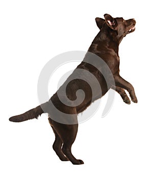 Chocolate labrador retriever jumping