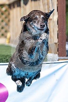 Chocolate Labrador Retriever jumping into a pool