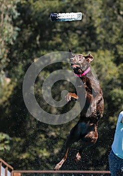 Chocolate Labrador Retriever jumping for a toy