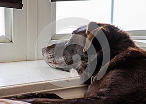 Chocolate labrador retriever lazily dreaming while looking out the window and laying on window ledge