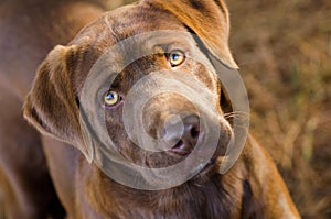 Chocolate Labrador Retriever Mix Dog
