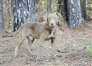 Chocolate Labrador Retriever mixed breed dog