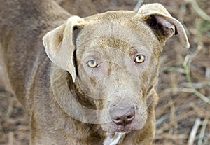 Chocolate Labrador Retriever mixed breed dog