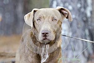 Chocolate Labrador Retriever mixed breed dog