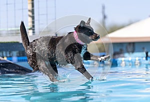 Chocolate Labrador Retriever with a pink collar landing in a pool