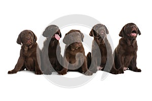 Chocolate Labrador Retriever puppies