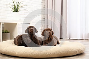 Chocolate Labrador Retriever puppies on pet pillow