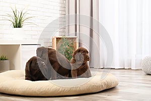 Chocolate Labrador Retriever puppies on pet pillow