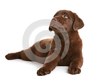 Chocolate Labrador Retriever puppy