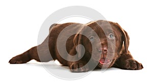 Chocolate Labrador Retriever puppy