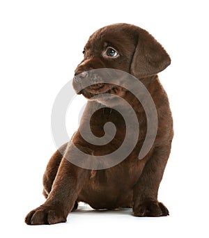 Chocolate Labrador Retriever puppy