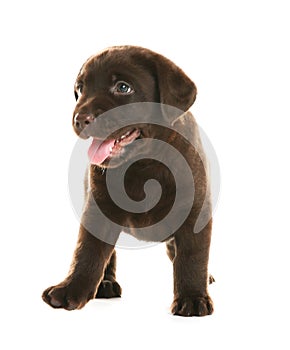 Chocolate Labrador Retriever puppy