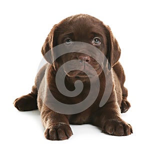 Chocolate Labrador Retriever puppy