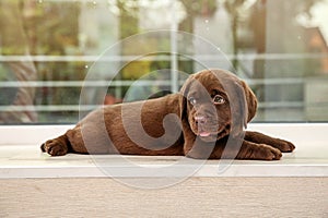 Chocolate Labrador Retriever puppy