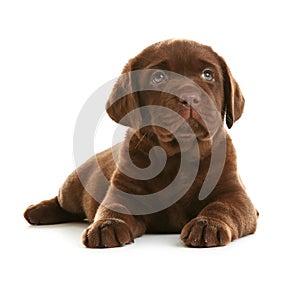 Chocolate Labrador Retriever puppy