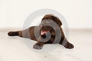 Chocolate Labrador Retriever puppy