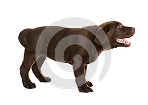 Chocolate Labrador Retriever puppy