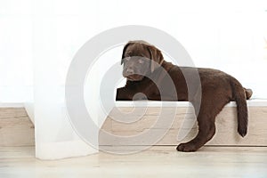 Chocolate Labrador Retriever puppy