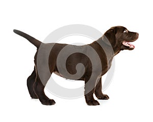 Chocolate Labrador Retriever puppy