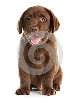 Chocolate Labrador Retriever puppy