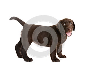 Chocolate Labrador Retriever puppy