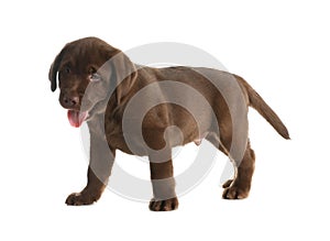 Chocolate Labrador Retriever puppy