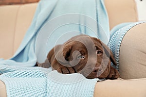 Chocolate Labrador Retriever puppy with blanket on sofa