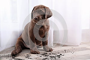 Chocolate Labrador Retriever puppy and dirt on floor