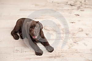 Chocolate Labrador Retriever puppy and dirty paw prints