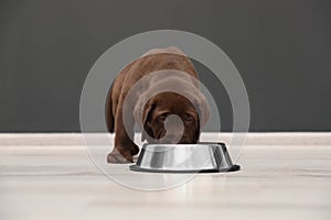 Chocolate Labrador Retriever puppy eating food from bowl
