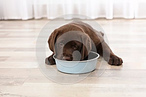 Chocolate Labrador Retriever puppy eating food from bowl