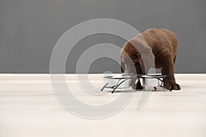 Chocolate Labrador Retriever puppy eating food from bowl indoors.