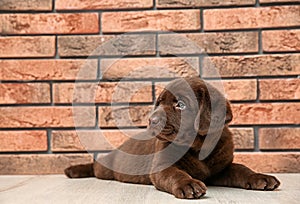 Chocolate Labrador Retriever puppy on floor near wall