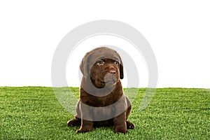 Chocolate Labrador Retriever puppy on green grass against white background