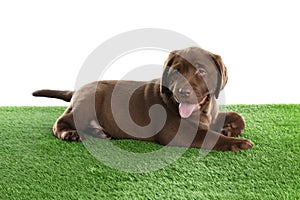 Chocolate Labrador Retriever puppy on green against white background