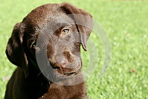 Chocolate Labrador Retriever Puppy With Head Tilted