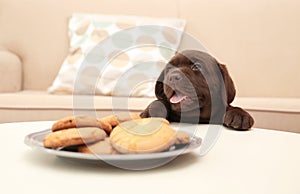 Chocolate Labrador Retriever puppy near plate with cookies indoors