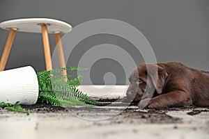 Chocolate Labrador Retriever puppy with overturned houseplant
